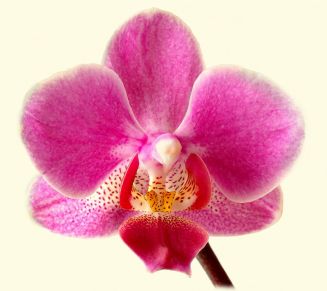 Phalaenopsis