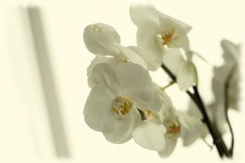 Orchidee