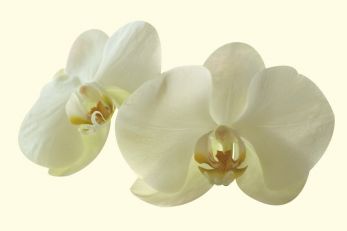 Orchidee